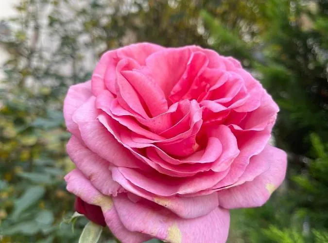 I Helena Premium Appartamento *