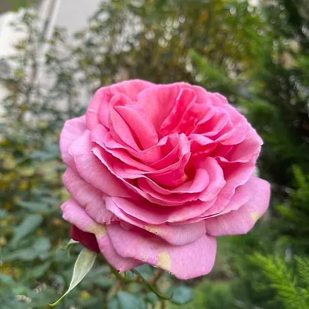 I Helena Premium Lejlighed *